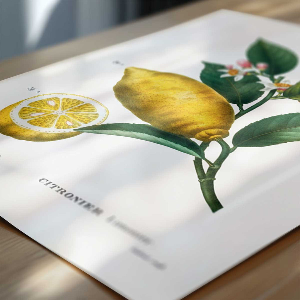 Pierre Joseph Redouté – Citrus Nr. 28