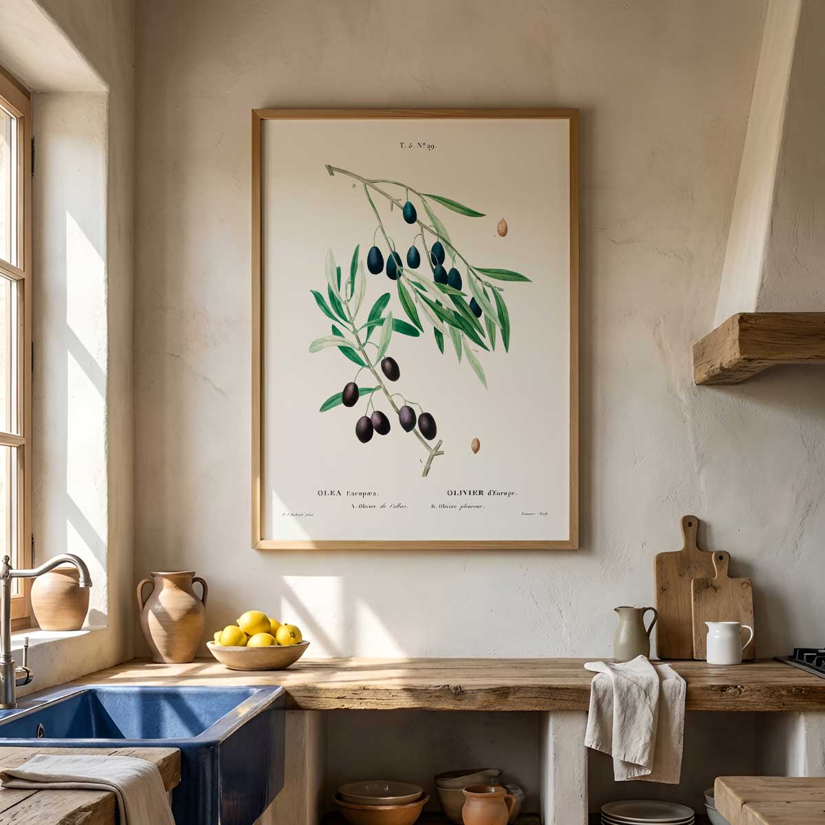 Pierre Joseph Redouté – Olive Nr. 29