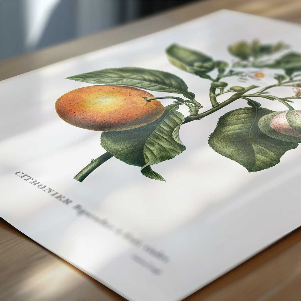 Pierre Joseph Redouté – Citrus Nr. 34