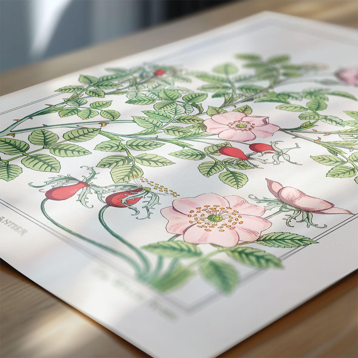Eglantier (wild rose)