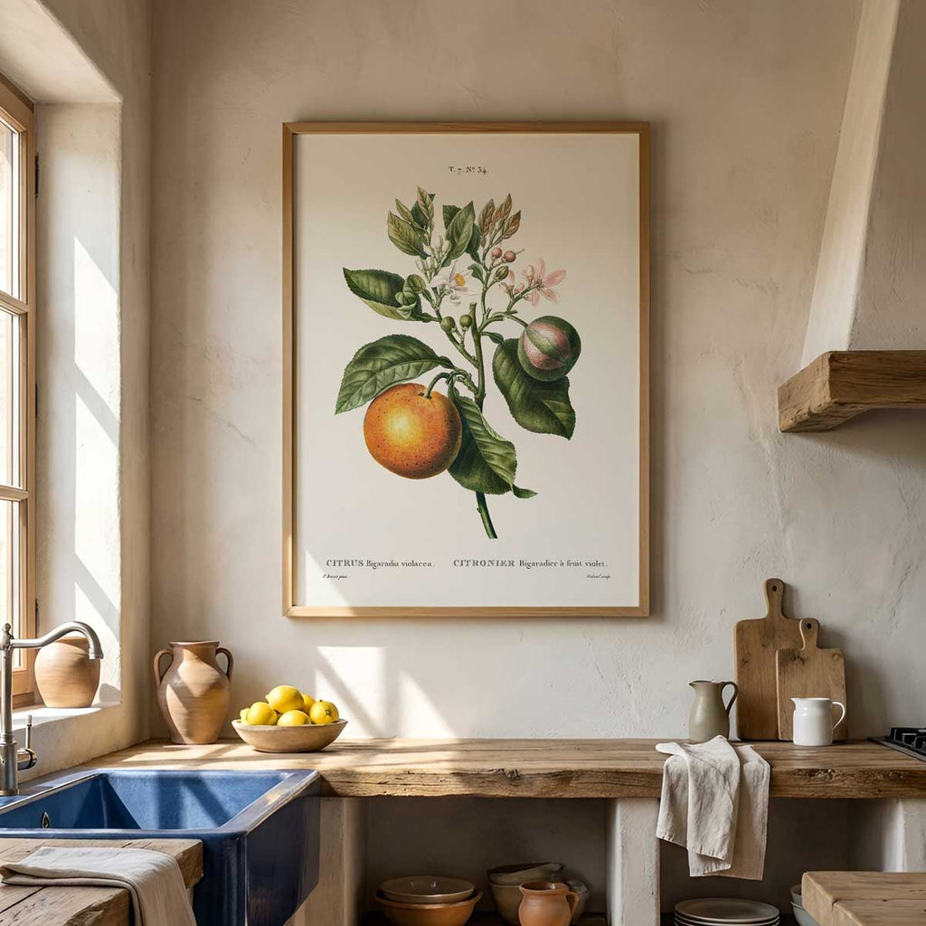 Pierre Joseph Redouté – Citrus Nr. 34