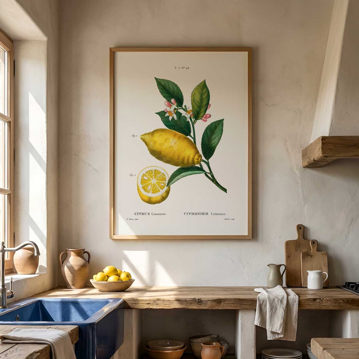 Pierre Joseph Redouté – Citrus Nr. 28