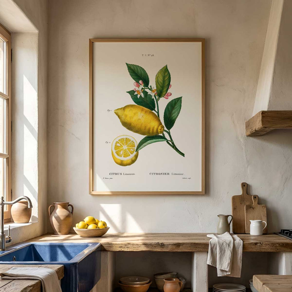 Pierre Joseph Redouté – Citrus no. 28