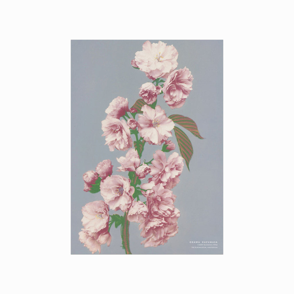 Ogawa Kazumasa – Cherry Blossom art poster