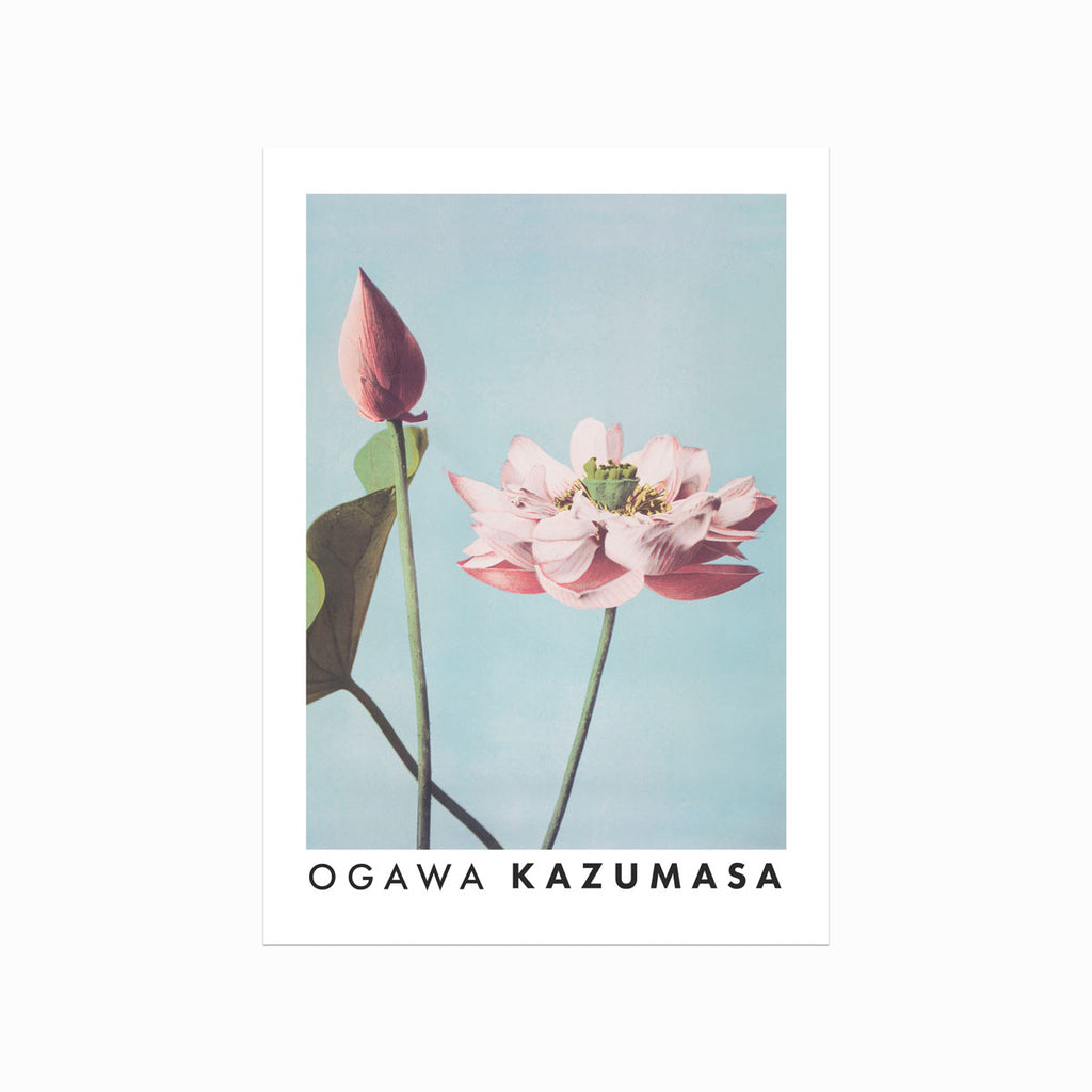 Ogawa Kazumasa – Lotus Flowers art poster