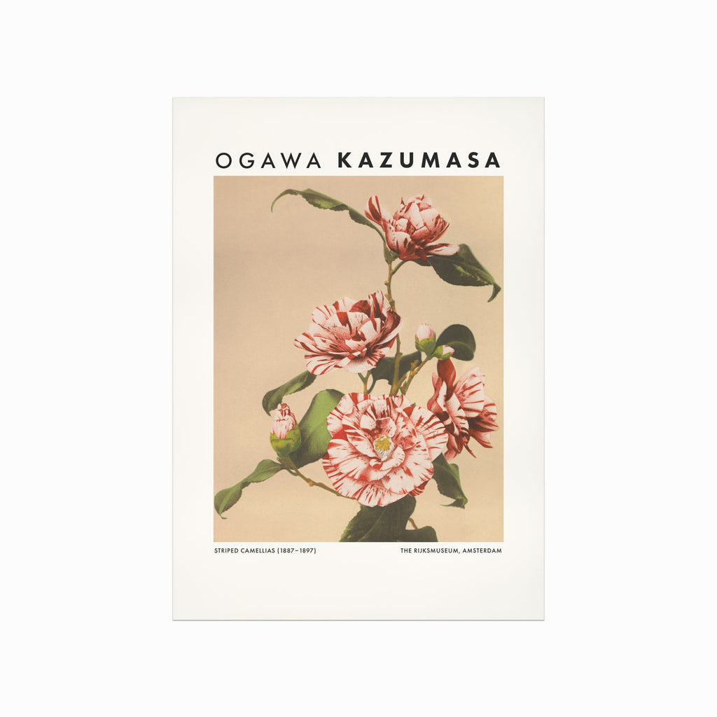 Ogawa Kazumasa – Striped Camellias art poster