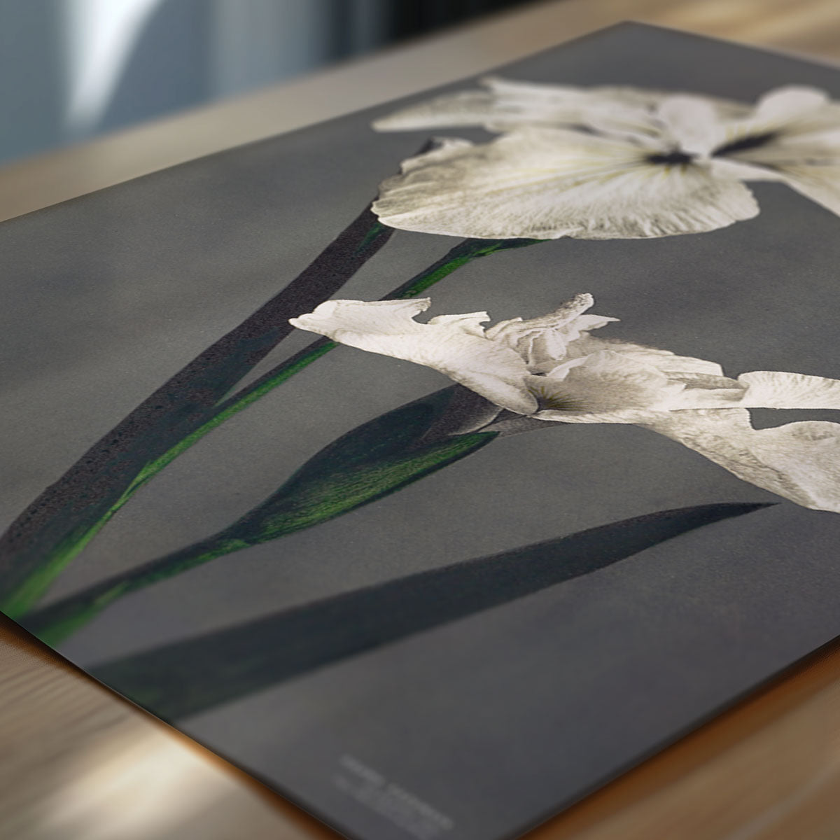 Ogawa Kazumasa – Iris Kaempferi