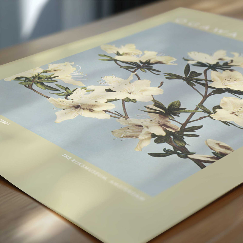 Ogawa Kazumasa – Japanese Azaleas
