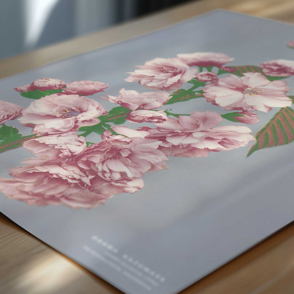 Ogawa Kazumasa – Cherry Blossom