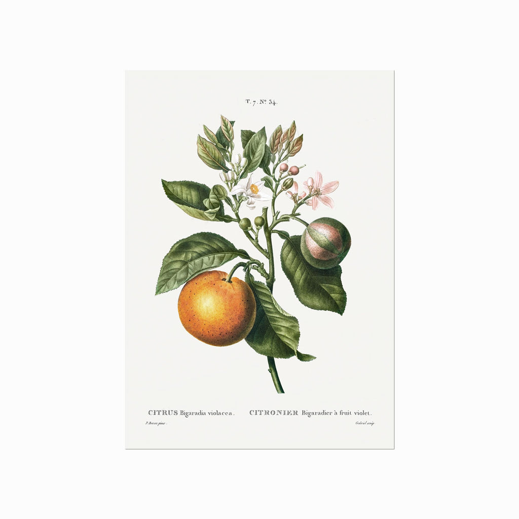 Pierre Joseph Redouté – Citrus no. 34 art poster