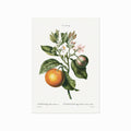 Pierre Joseph Redouté – Citrus no. 34 art poster