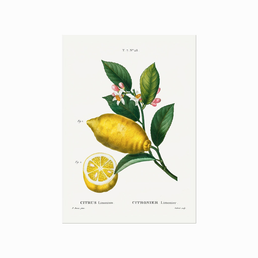 Pierre Joseph Redouté – Citrus no. 28 art poster