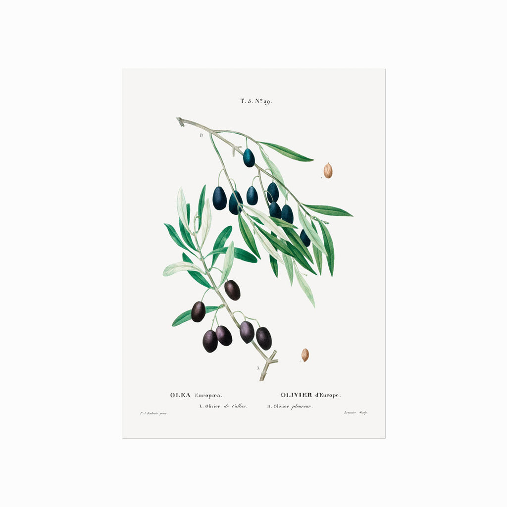 Pierre Joseph Redouté – Olive no. 29 art poster
