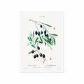 Pierre Joseph Redouté – Olive no. 29 art poster