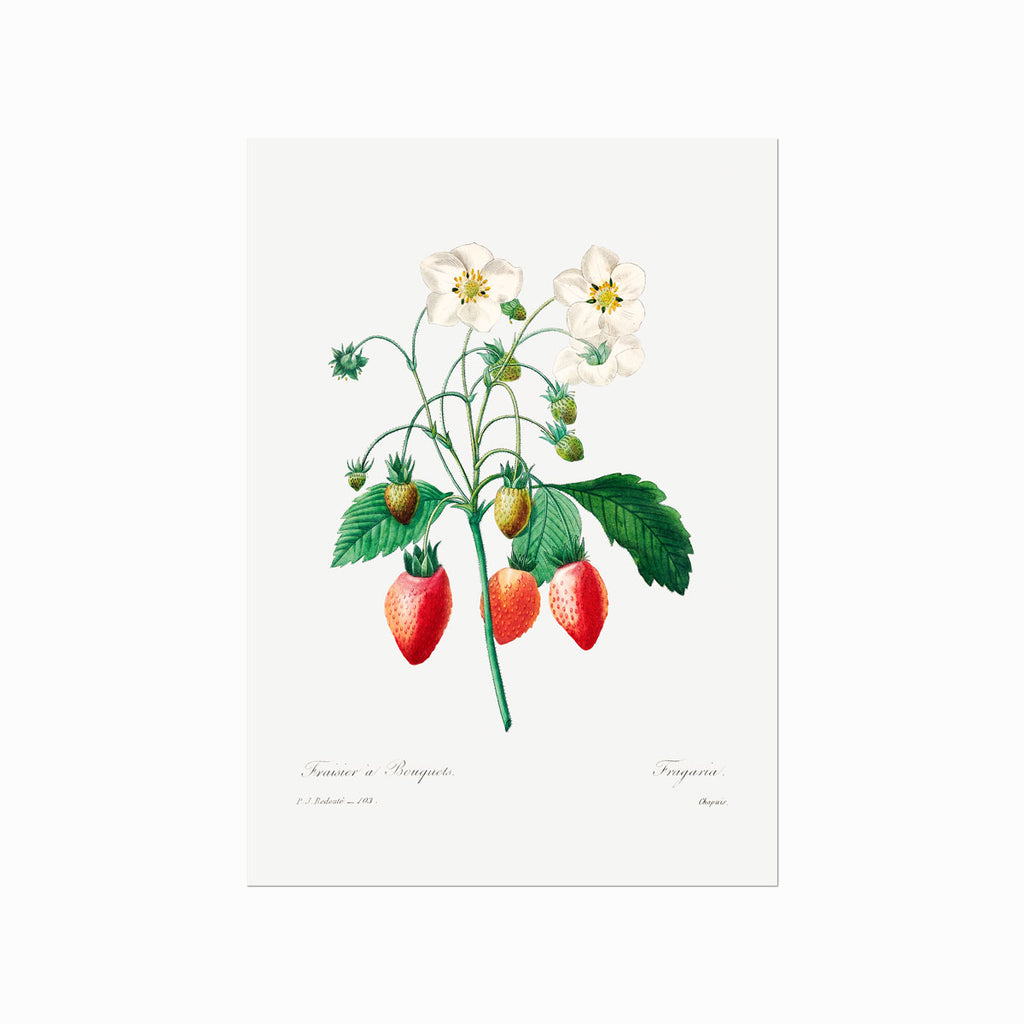 Pierre Joseph Redouté – Strawberry art poster