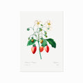 Pierre Joseph Redouté – Strawberry art poster