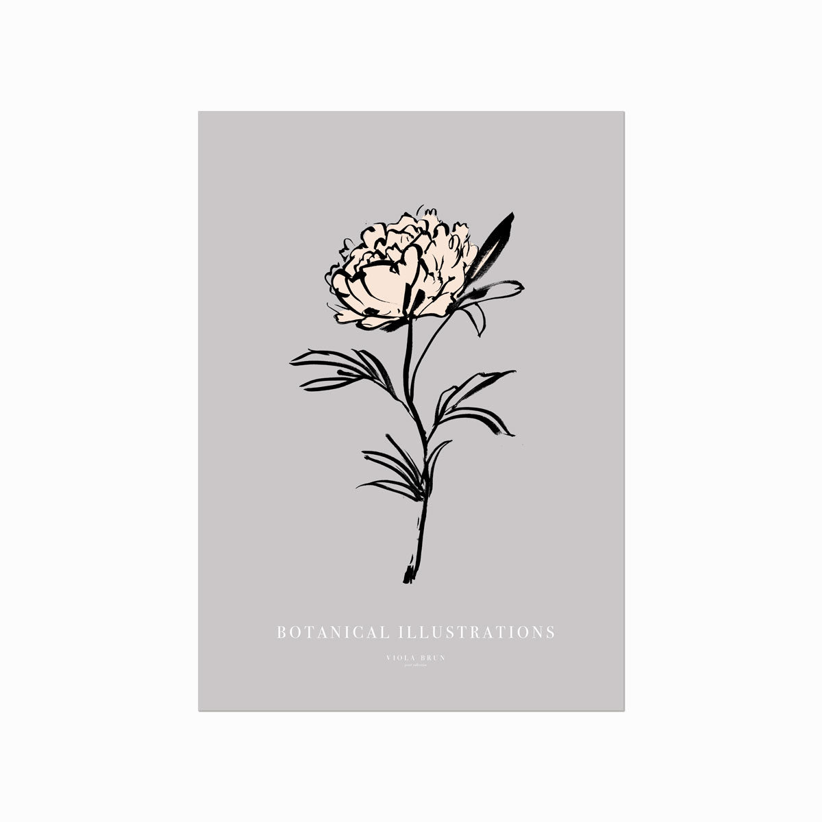 Botanical Illustrations – Peony art poster