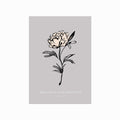 Botanical Illustrations – Peony art poster