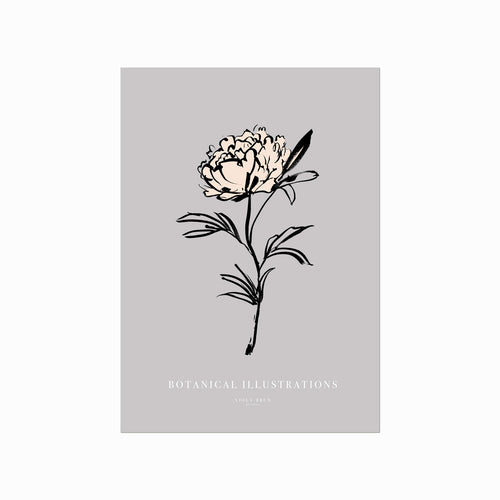 Botanical Illustrations – Peony art poster