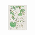 Courge (white & flowered gourd) art poster