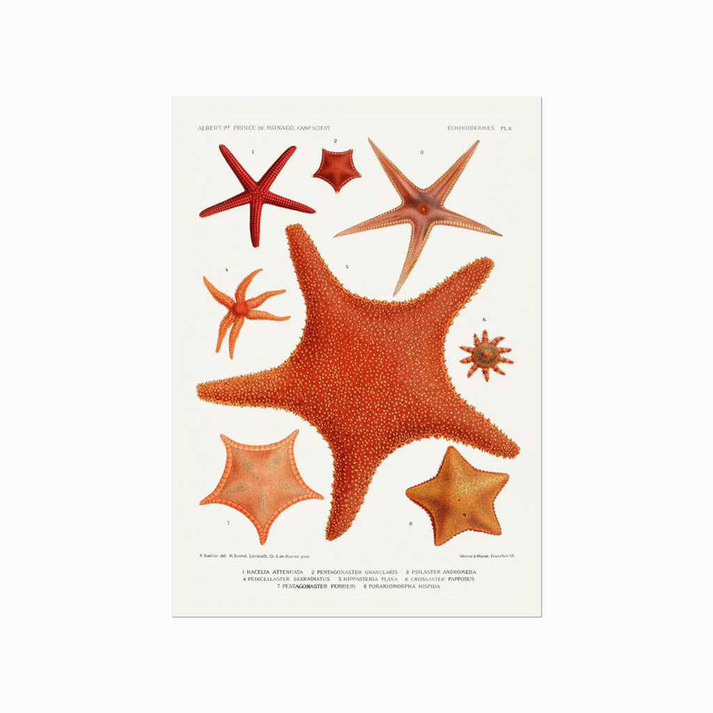 Echinodermes (Starfish) art poster