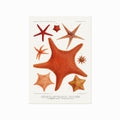 Echinodermes (Starfish) art poster
