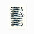Sardin – Sardine art poster
