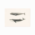 Whales of Coastal Nantucket art poster